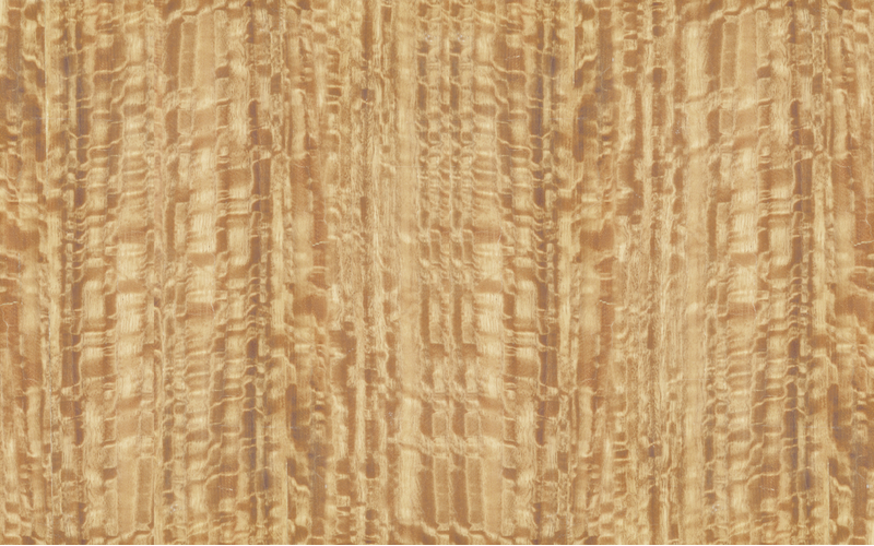 Eukalyptus dřevo textura